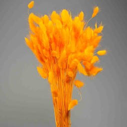 Lagurus essiccato 100 G - Giallo caldo