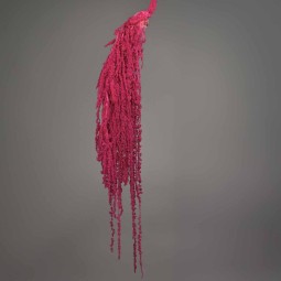 Amaranto stabilizzato - 150 G / Ciclamino