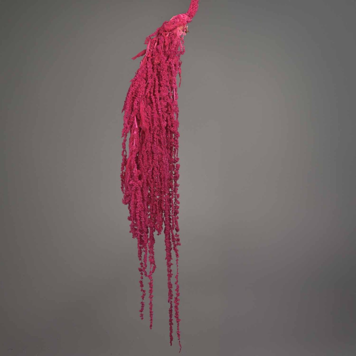 Amaranto stabilizzato - 150 G / Ciclamino