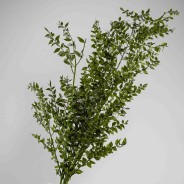 Ruscus Stabilizzato150 G - Verde muschio