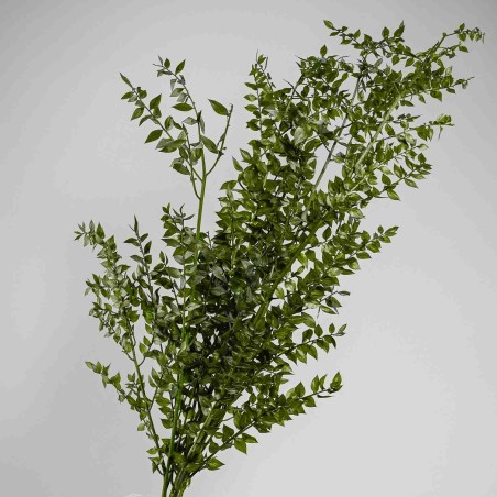 Ruscus Stabilizzato150 G - Verde muschio