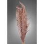 Pampas Super essiccata 5 pezzi - 110 Cm - Marrone