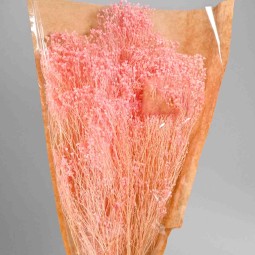 Broom Bloom essiccato 100 G - Rosa chiaro