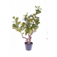 Pianta di Pepperomia - 78 CM