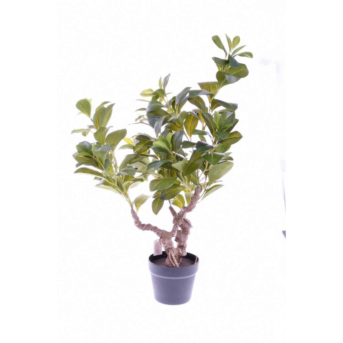 Pianta di Pepperomia - 78 CM