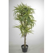 Pianta di Dracena variegata - 120 CM