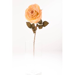 Rosa singola in stelo 66 CM - Vari Colori - Rosa