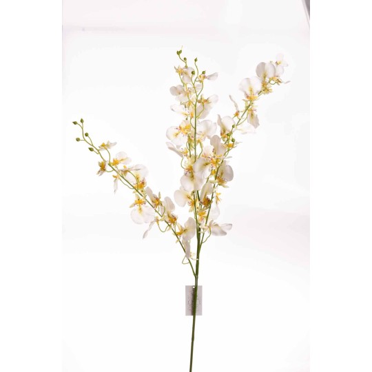 Onicidium - 102 CM - Bianco