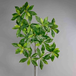 Fogliaggio di Alloro confezione da 12 pezzi