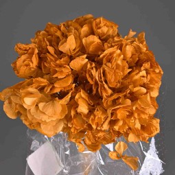 Ortensia Stabilizzata - Melone