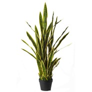 Sanseveria in Vaso - 106,5 Cm