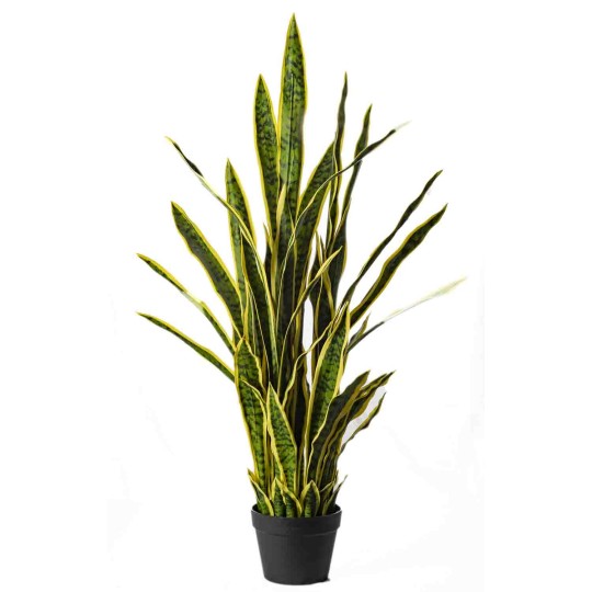 Sanseveria in Vaso - 106,5 Cm