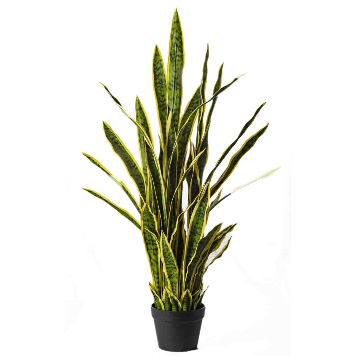 Sanseveria in Vaso - 106,5 Cm