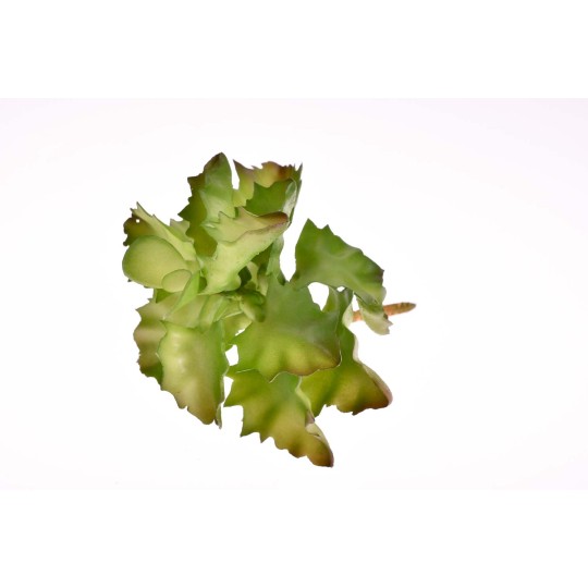 Succulenta artificiale con foglia dentellata verde - 15 Cm