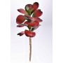 Succulenta artificiale burgundy - 23 Cm