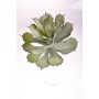 Succulenta artificiale verde screziato - 28 Cm