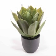 Pianta Agave verde  diam. 22 con vaso in ceramica