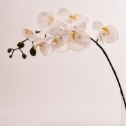 Orchidea Phalaenopsis "Real touch" - Bianca