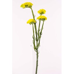 Statice ramificato in stelo con 4 fiori cm. 63 in vari colori - Giallo