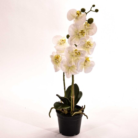 Orchidea Phalaenopsis bianca in vaso - H 45 CM