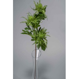 Eringium ramificato con 3 fiori - 65 cm in vari colori - Verde