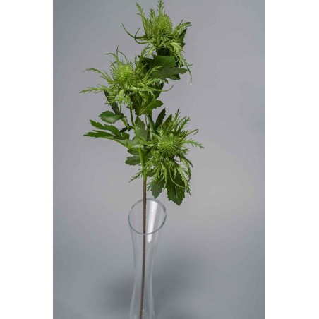 Eringium ramificato con 3 fiori - 65 cm in vari colori - Verde