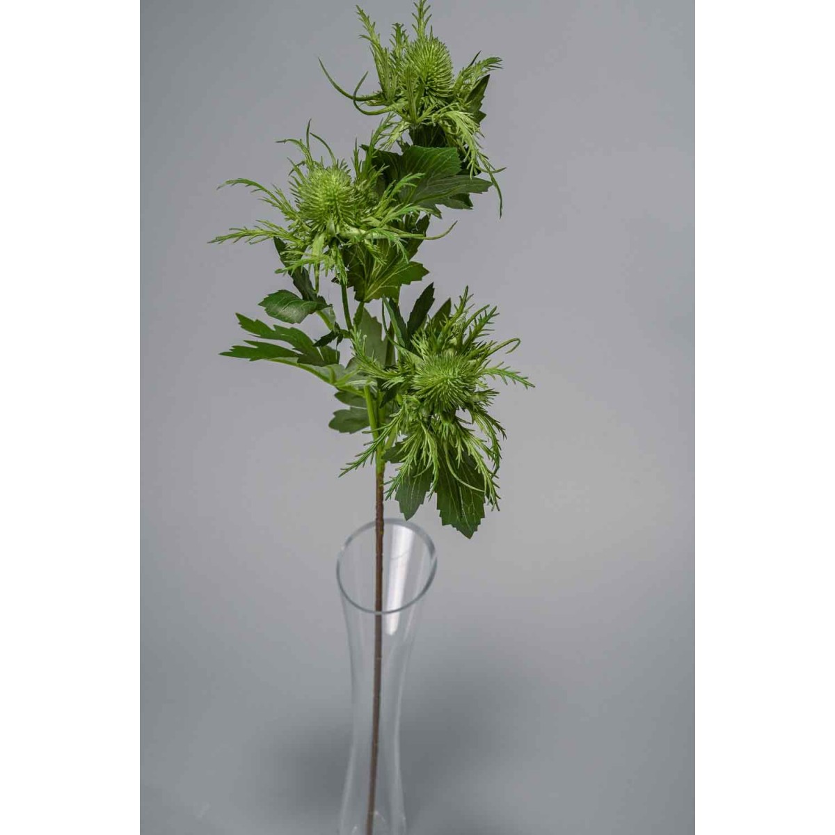 Eringium ramificato con 3 fiori - 65 cm in vari colori - Verde