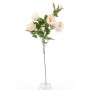 Rosa "Austin" 4 fiori - Crema