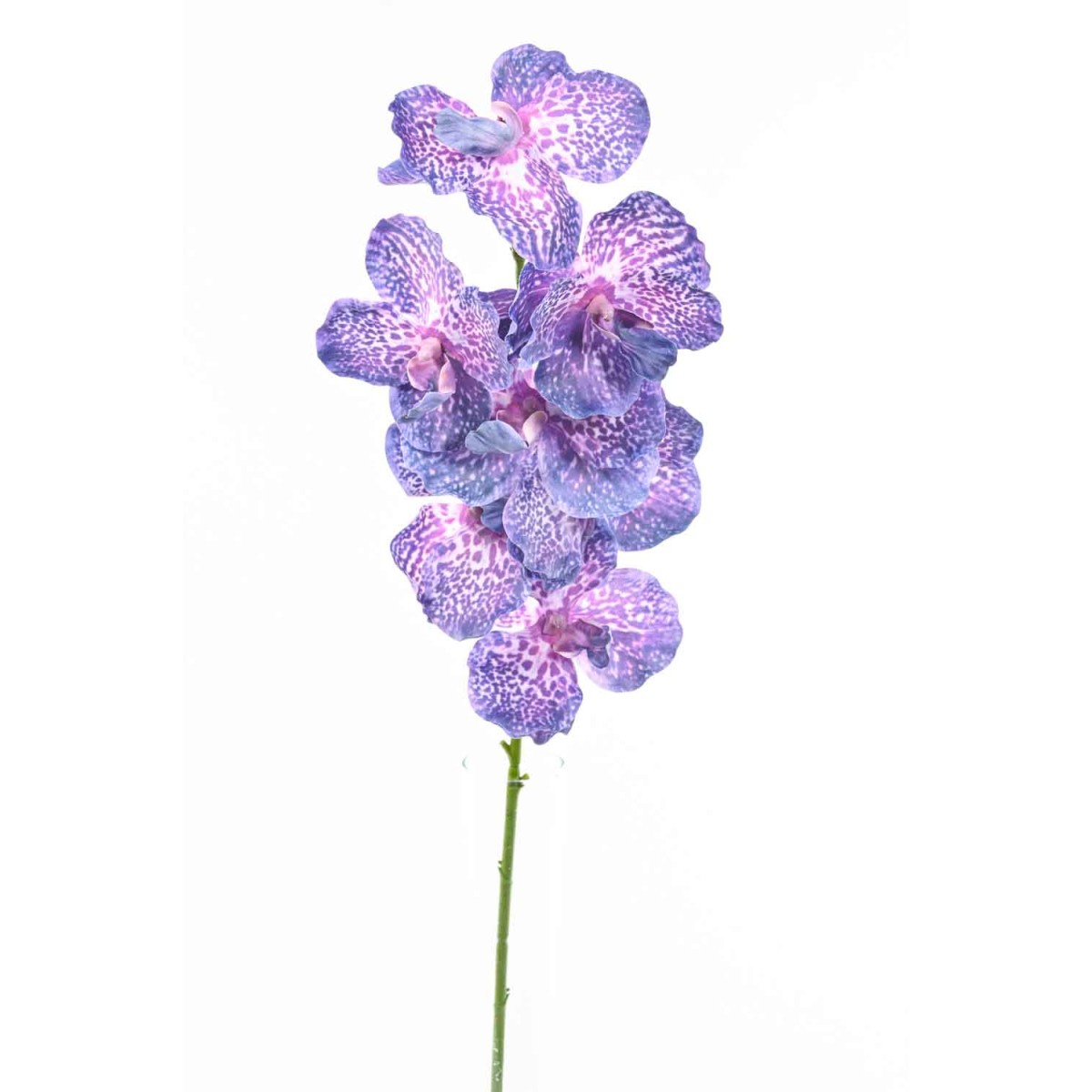 Orchidea "Wanda" real touch 80 CM viola