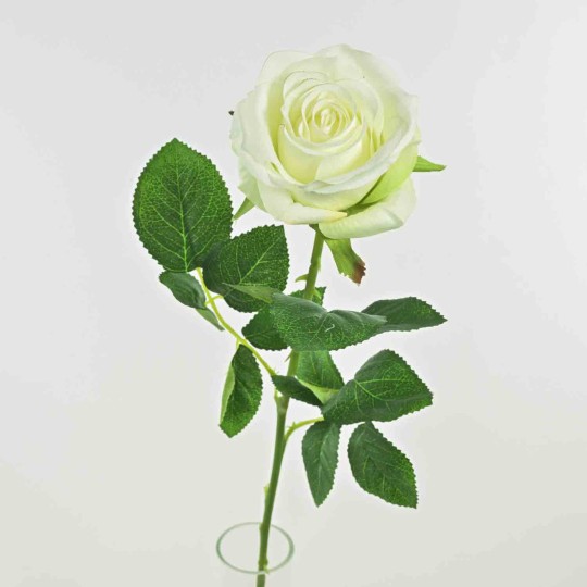 Rosa Columbia cm. 63 in vari colori - Bianco