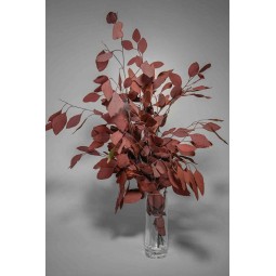 Populus rosso stabilizzato - 80 Cm