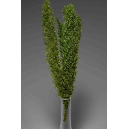 Coda di Volpe stabilizzata verde - 30/40 Cm