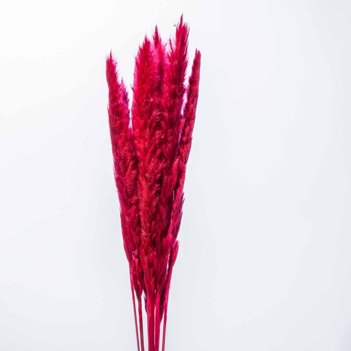 Pampas essiccata rosso ciliegia