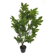 Pianta di Aralia in vaso - H 100 CM