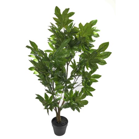 Pianta di Aralia in vaso - H 100 CM