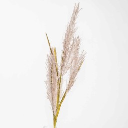 Pampas ramificata - Vari Colori - Grigio