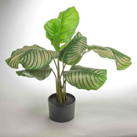 Calathea decorativa in vaso