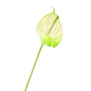 Stelo di Anthurium taglia piccola bianco e verde