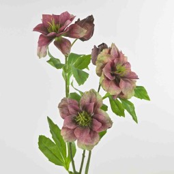 Elleboro ramificato 65 Cm con 3 fiori in diversi colori - Fucsia