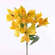 Alstroemeria in ramo con 9 fiori cm. 64 Giallo