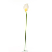 Calla bianca in ramo cm. 65