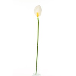 Calla bianca in ramo cm. 65