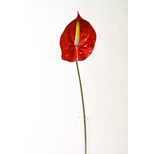 Anthurium in ramo singolo  - 70 CM Rosso