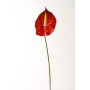 Anthurium in ramo singolo  - 70 CM Rosso