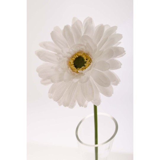 Gerbera singola in stelo 47 CM - Vari Colori - Bianco