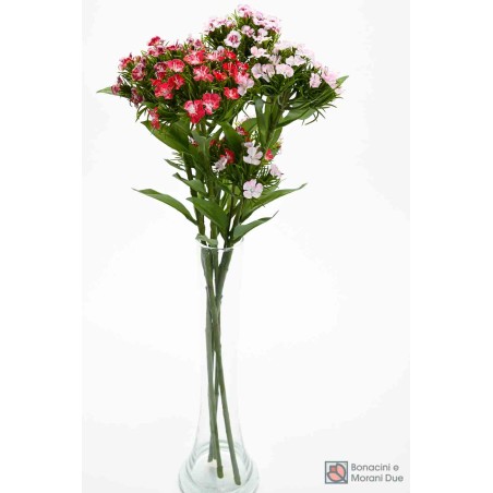 Garofanino Cinese 61 CM in vari colori - Bianco/Fucsia