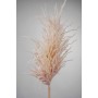 Pampas - 124 CM in diversi colori - rosa