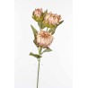 Protea in ramo  con tre fiori - 78 Cm disponiblie in vari colori - Salmone