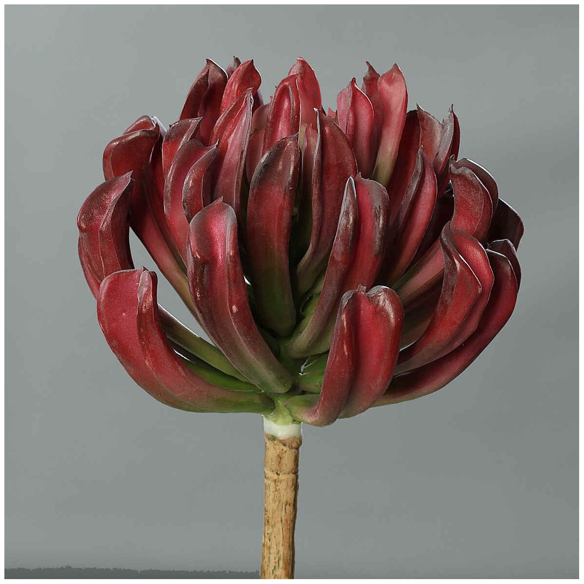 Succulenta a foglie arrotondate - 56 Cm / Bordeaux