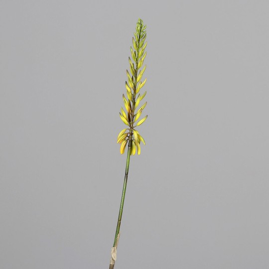 Aloe in ramo - 81 Cm / Giallo e verde